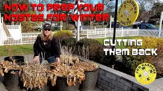 How to Prep Your Hostas for the Winter 2021