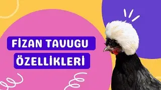 Fizan Tavuğu: Sıradışı Özellikleri