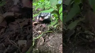 Adorable Infant Skunk Mr Freckles