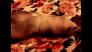 ленивый хорёк
