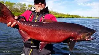 Как меняется окраска Чавычи (King salmon) — Oncorhynchus tshawytscha в нерестовый период ?