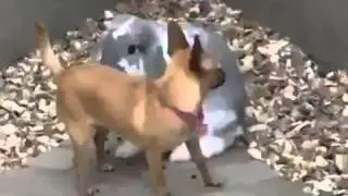 Animals Having Sex Breeding Reproducing Rabbit Humps Little Dog Mating FUNNY ~ Best Funny Animals by