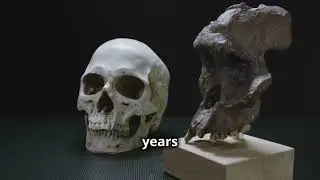 The Fascinating Evolution of Humans