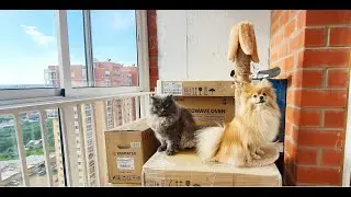 Кот Рыся не хочет отдавать старую когтеточку, а Бася Шпиц его поддерживает!