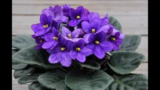 МАП-_Ведьма и Осёл_- КОТЫ ВОИТЕЛИ (открыто) Ч.О обязательно!