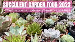 SUCCULENT GARDEN TOUR 2023 (Coming back to our garden after our holiday)