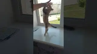 КОТЕНОК МАШМАШ 👍👍👍👍👍👍👍🌏(5)