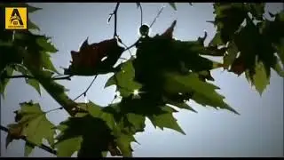 Водии Гургон, Немати в деле😉 ПОЛАТ  АЛЕНДОР  #точики #турки