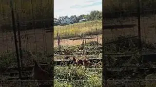 Using Chickens To Prep The Garden!🐓