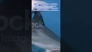 Научите меня так улыбаться.
