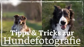 Tips & Tricks for Dog Photography - How to Photograph Your Dog