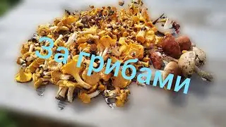 Лада Нива Тревел///За грибами #ниватревел #сборгрибов #тихая_охота