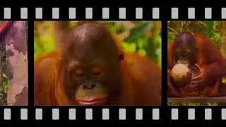 Орангутаны, создано в DaVinci Resolve 17