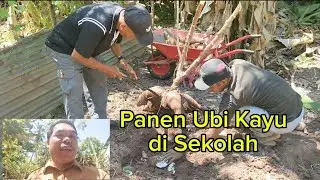 Panen Ubi Kayu || Ubi Kayu Raksasa || di Kebun Sekolah SMP Negeri 1 Noling