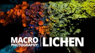 Lichen macro photography using a reversed lens and UV Light
