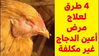 4 طرق غير مكلفة لعلاج مرض أعين الدجاج الرغوة والتورم ودمعة العين مضمونة هتعالج مرض عين الدجاج نهائيا