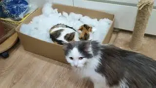 Не успел Мартин домой вернуться, как любимая коробочка уже занята