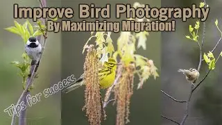 Improve Your Bird Photography by Maximizing Migration