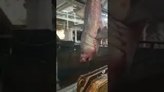 поймали акулу