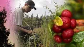 Сбор брусники. Северное сияние в Карелии.