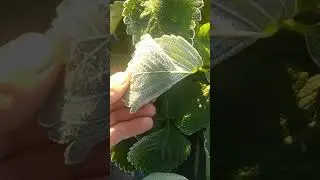 Клубника 🍓в инее,первые заморозки.