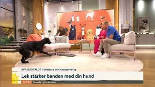 Hundpsykologen leker kull i studion: “Jätteviktigt för relationen“ | Nyhetsmorgon | TV4 & TV4 Play