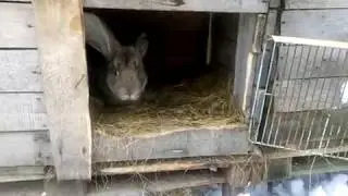 КРОЛИКИ разведение содержание