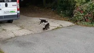 Our puppy border collie hearding our cat
