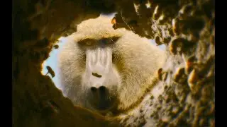 Bees Attack Baboons!