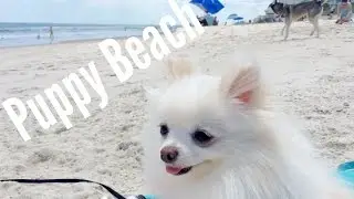 Teacup Pomeranian goes to Puppy Beach