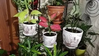 Ноябрьский обзор моих цветочков🌱🌞🌿🌞☘️/Болталка-развлекалка😊
