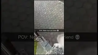 #cat #dog #funny #animals #pet #scene #animal #meme