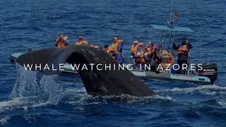 WHALE WATCHING AZORES | Discover a Marine Wildlife Oasis Plenty of Face-to-face Encounters