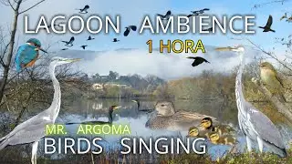 🎧 1 HORA con el CANTO DE AVES de la LAGUNA. Para Relajarte, Meditar y calmar la Mente.