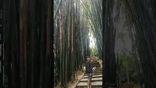 Bamboo wo