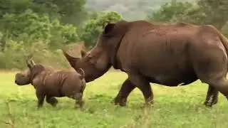 Documentários de animais na selvagens 2020 dublado   África do Sul Selvagem