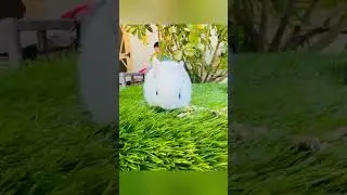deep sleep #youtubeshorts #bunnys #pet #cute #rabbite #animal #farming #viral