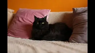 Рута