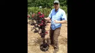 Step into a New Dimension of Crape Myrtles with Midnight Magic.