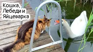 Кошка, лебеди и яйцеварка. Дивная природа, 4K