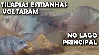 TIVE QUE SOLTAR AS TILÁPIAS ESTRANHAS NO LAGO PRINCIPAL saalada