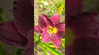 🍃Burgundy daylily🍃 #shorts #flowers