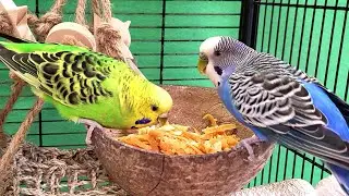 7 hours of budgie sounds for relaxation