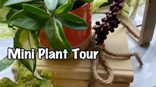 Tour My Stunning Window Foliage