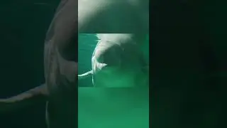 Beluga Whale #shorts #animal #fish #whale #dolphin #beluga #whale #belugawhale #ocean #sea #nature