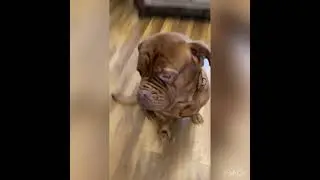 cheese or sausage? what did he choose?