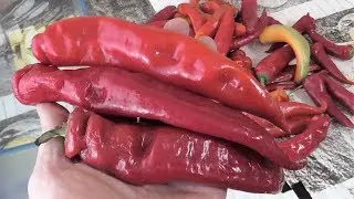 Последние плоды жгучих перцев отлично сохранились до 6 ноября
