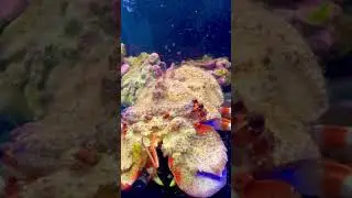 Deepwater Pet Lobster
