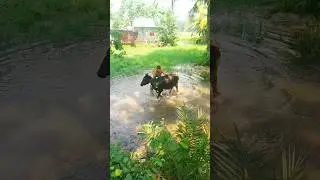Cow #shorts #shortvideo #viralvideo #trending #funnycow #funnycow #animals #voice #sound #cow #moo