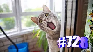 Минутка позитива с кошариками💋💗😺🐾